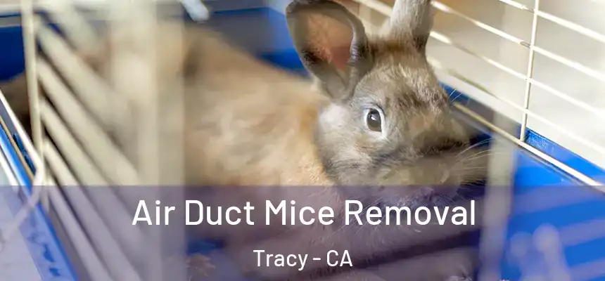Air Duct Mice Removal Tracy - CA